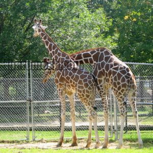 Pheasant exhibit, pheasant cages, pheasant enclosures - Stainless Steel ...