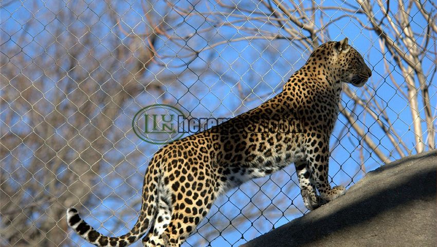 leopard enclosure mesh