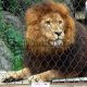 lion cages for sale