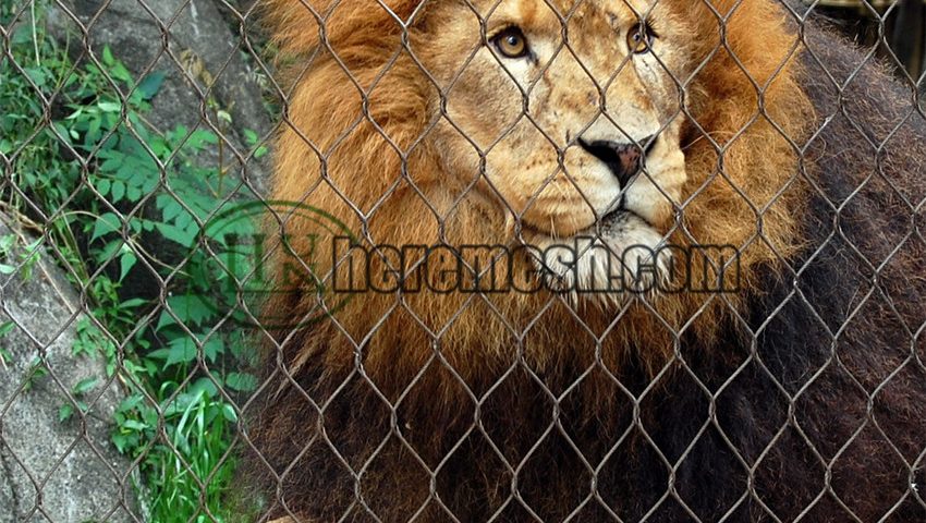 lion cages for sale