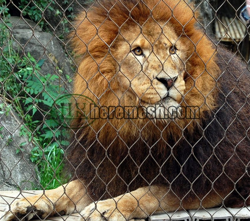 lion cages for sale