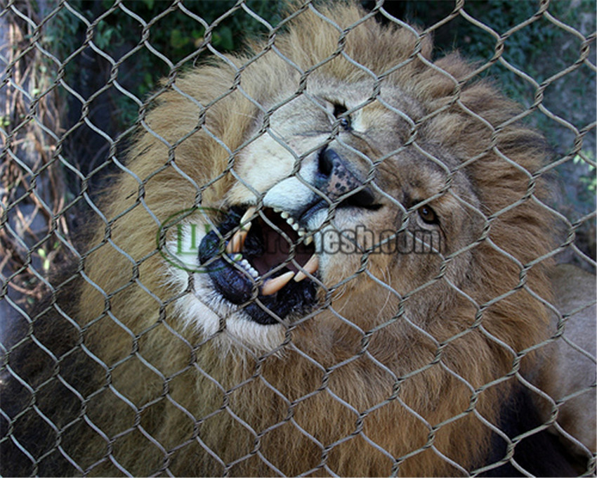 SSLFM-Stainless steel lion fence mesh (3)