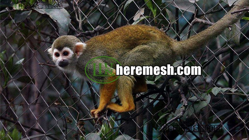 Monkey Fence,Monkey Enclosure,Monkey Mesh