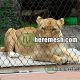 zoo-mesh-lion-fence-mesh