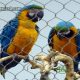 Parrots Netting, Parrots Fence, Parrots Aviary Mesh, Macaw Netting, Macaw Fence, Macaw Aviary Mesh