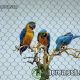 Parrots Netting, Parrots Fence, Parrots Aviary Mesh, Macaw Netting, Macaw Fence, Macaw Aviary Mesh