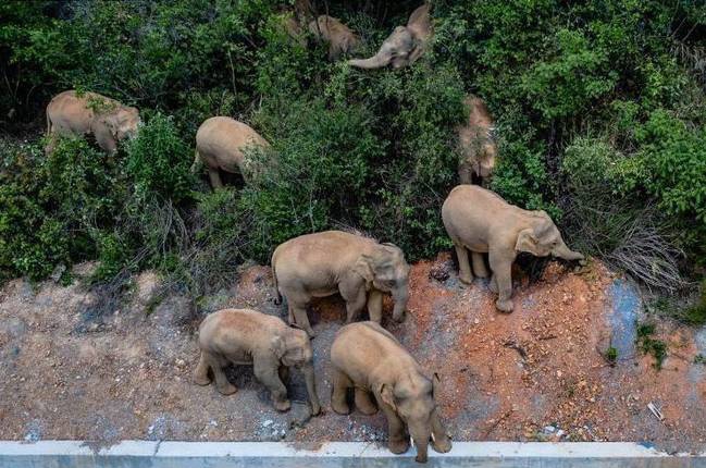 Asian elephants