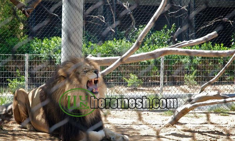 lion cage enclosure