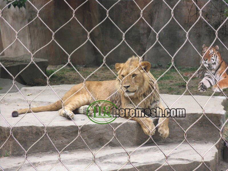 lion cage enclosure