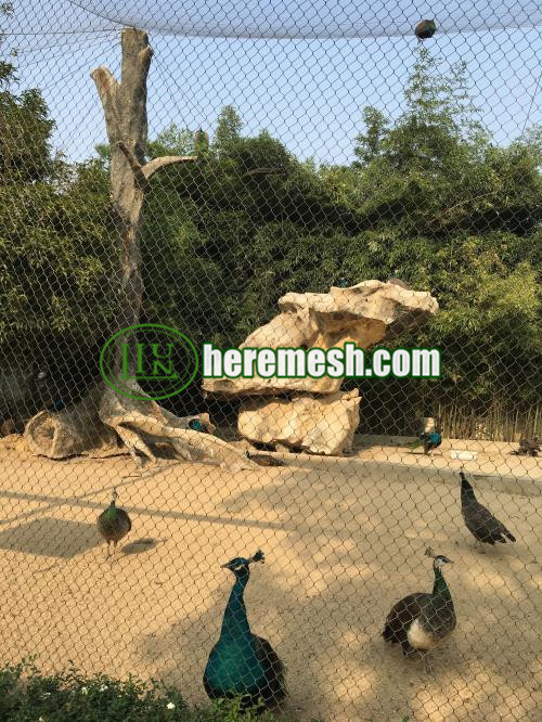 Peacock Cage Mesh And Fence Mesh