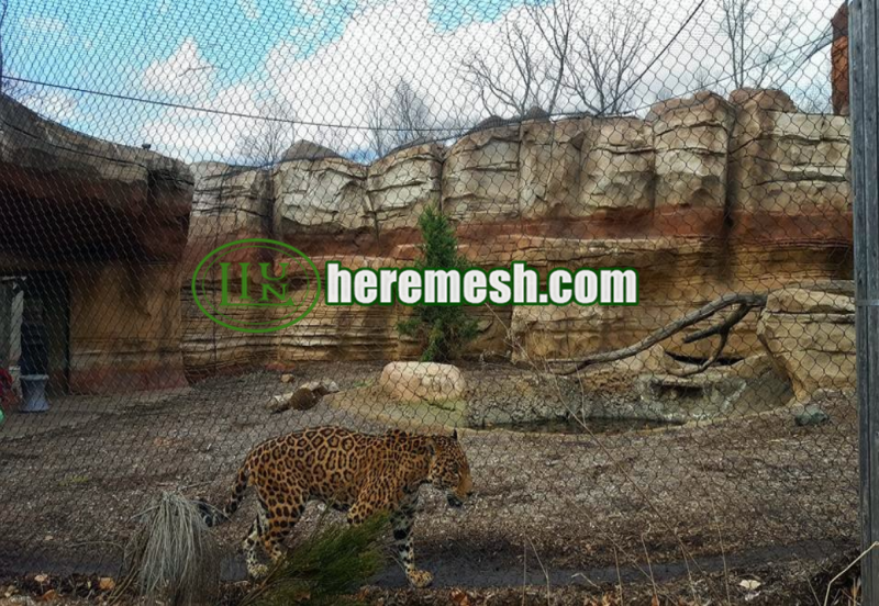 Big Cats Mesh