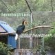 Toucan Aviary Mesh