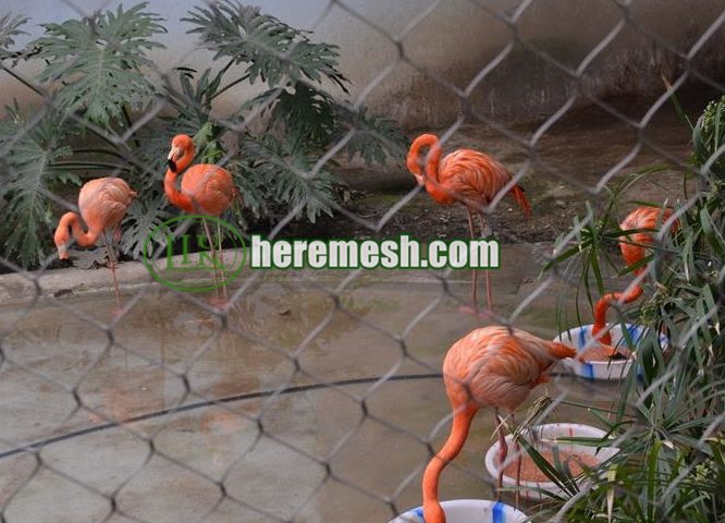 stainless steel flamingos fence netting