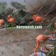 stainless steel flamingos fence netting