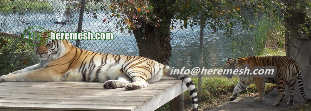 tiger enclosure mesh