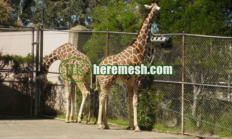 Animal Fence Mesh