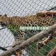 leopard enclosure mesh