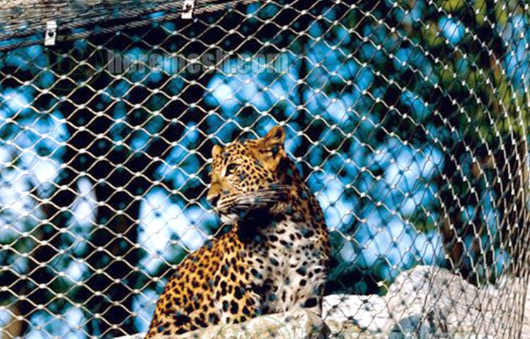 Leopard enclosure Net