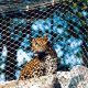 Leopard enclosure Net