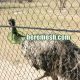 Ostrich Enclosure Fence Mesh