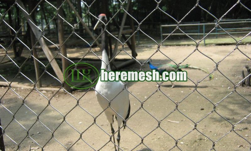 Crowned Crane Cage Fence Mesh