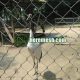 Crowned Crane Cage Fence Mesh