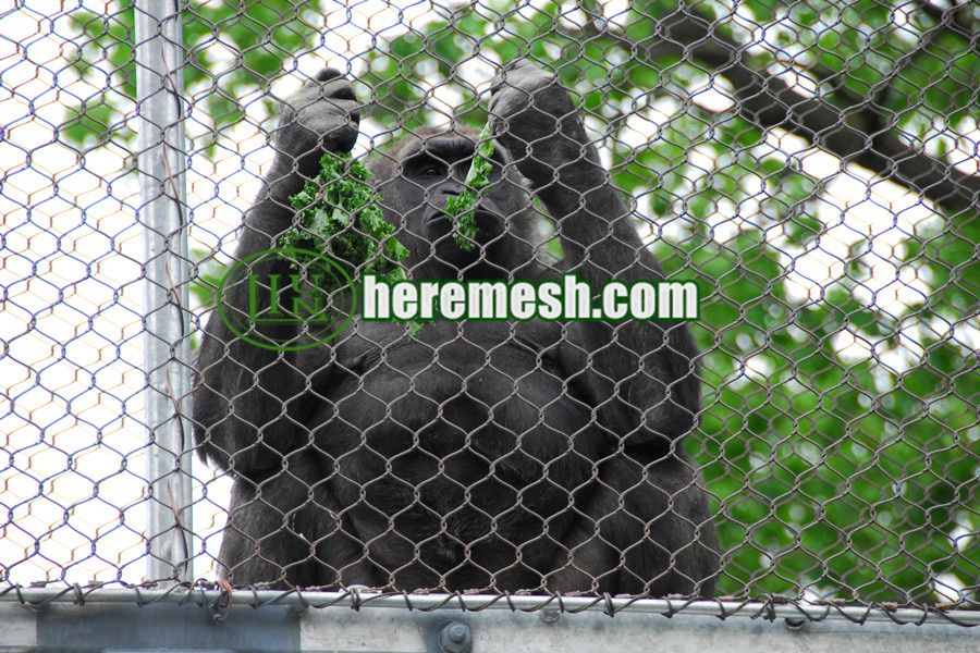 Gorilla Enclosure Mesh