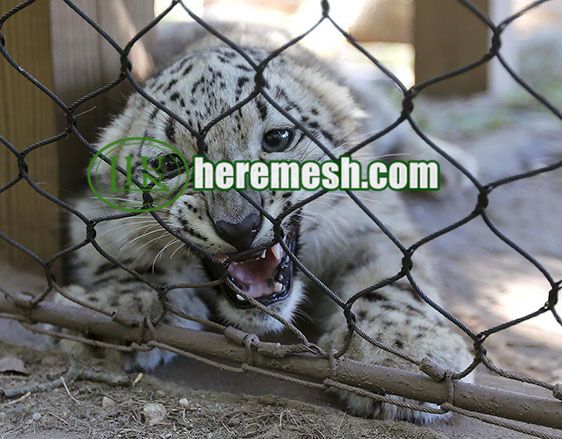 Zoo Animal Enclosure Netting 