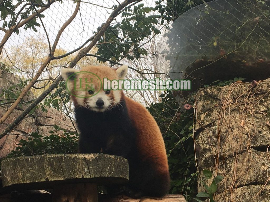 Red Panda Enclosure Mesh