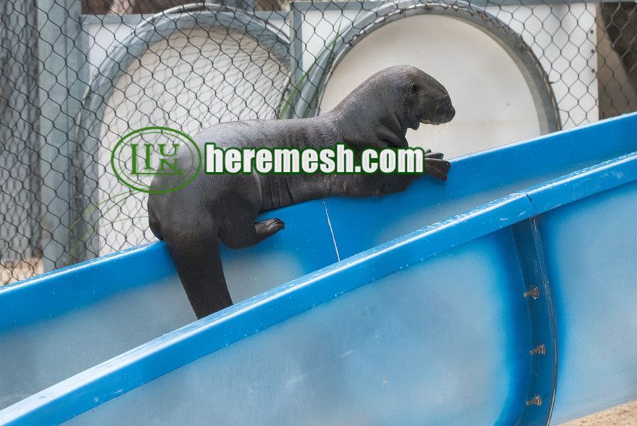 Sea Lion Enclosure Mesh