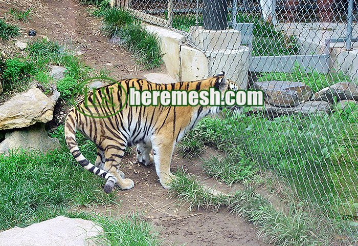 stainless steel zoo tiger enclosure netting