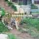 stainless steel zoo tiger enclosure netting