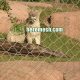 SS Woven Rope Netting Lion Enclosure