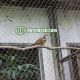 Cross Cable Wire Mesh For Zoo Aviary Net